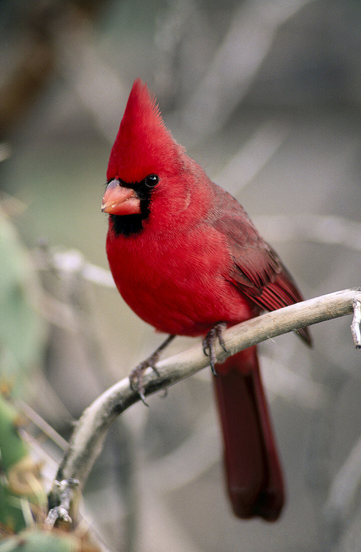 Northern Cardinal (Cardinalis cardinalis). Sonoran Desert. Arizona. USA