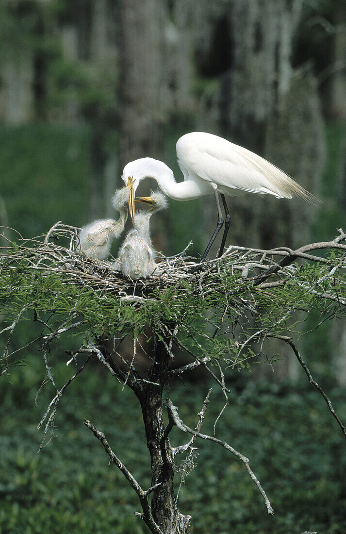 Great Egret (Casmerodius albus). Louisiana. USA