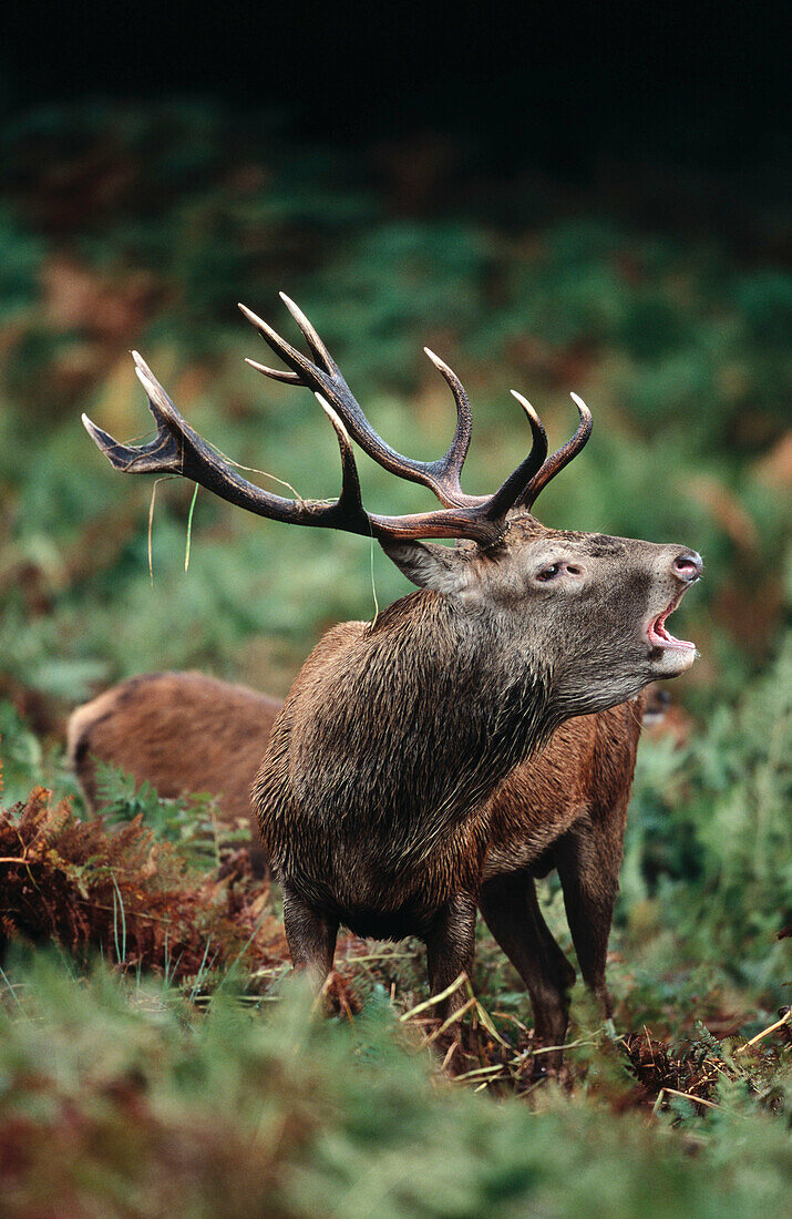 European Red Deer (Cervus elaphus). England