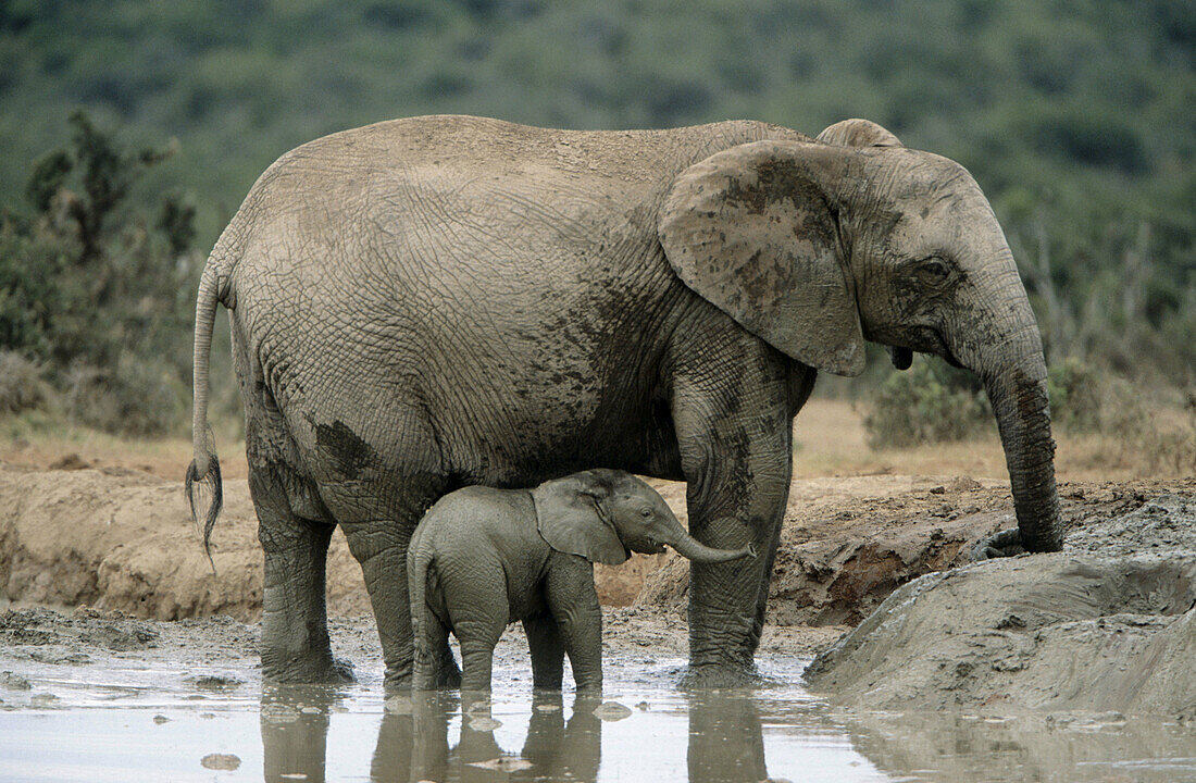 African Elephants (Loxodonta africana)