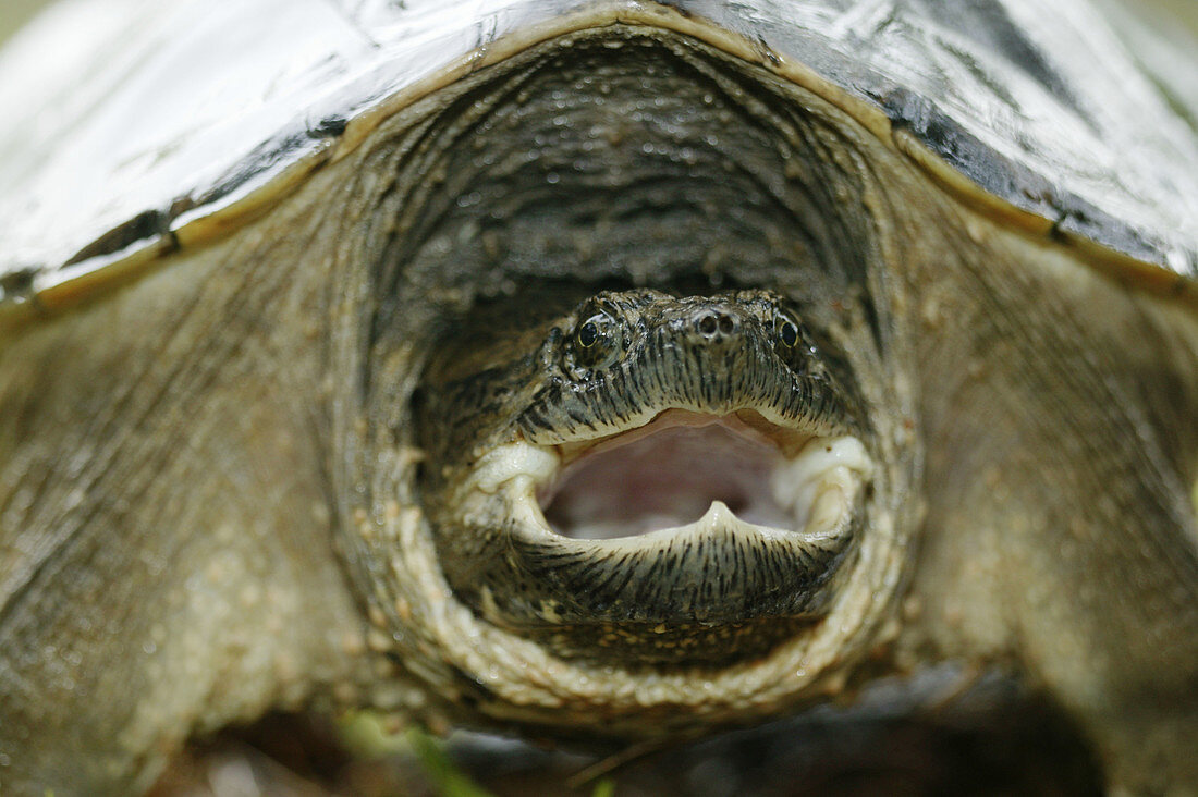 Snapping Turtle (Chelydra serpentina)