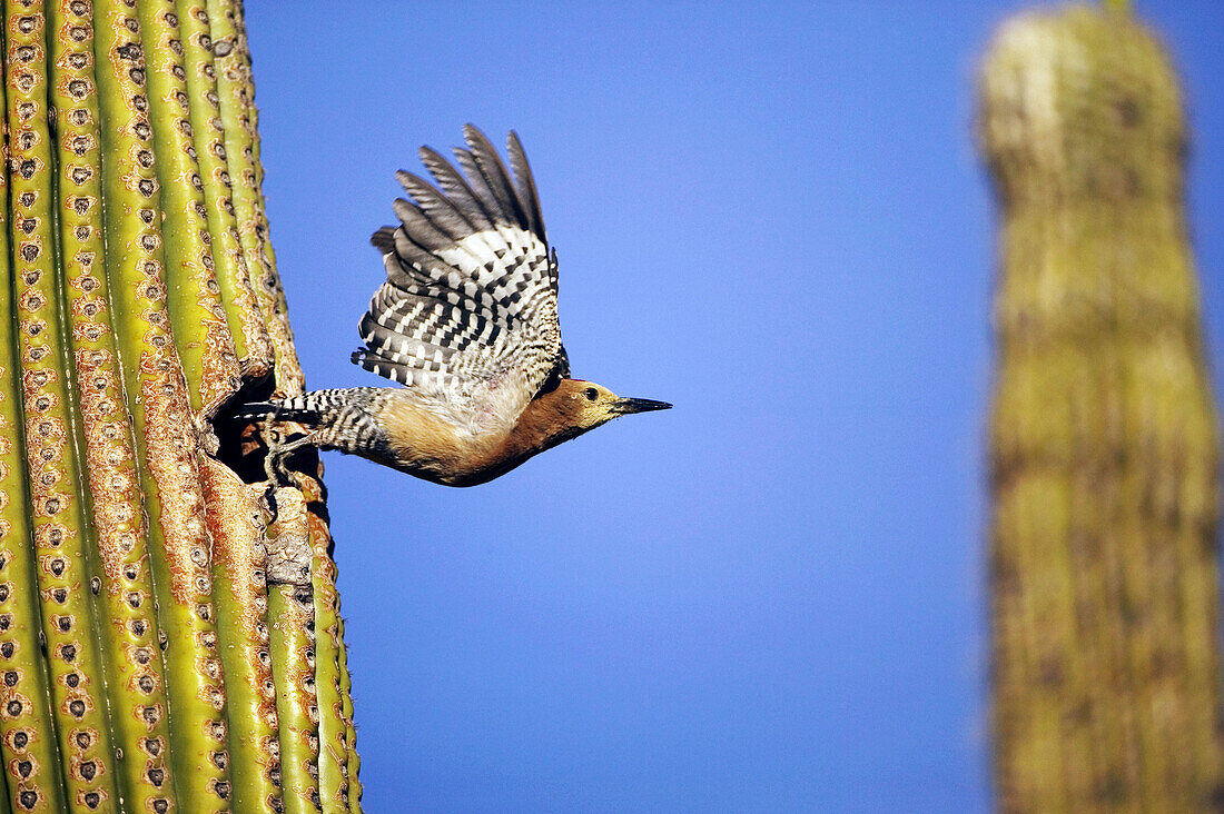 Gila Woodpecker (Melanerpes uropygialis). Feeds on nectar and insects in the Saguaro cactus blossom, helps pollinate cactus. Makes holes in Saguaro cactus for their nests which are then used by other birds. Common Sonoran desert resident. Arizona. USA