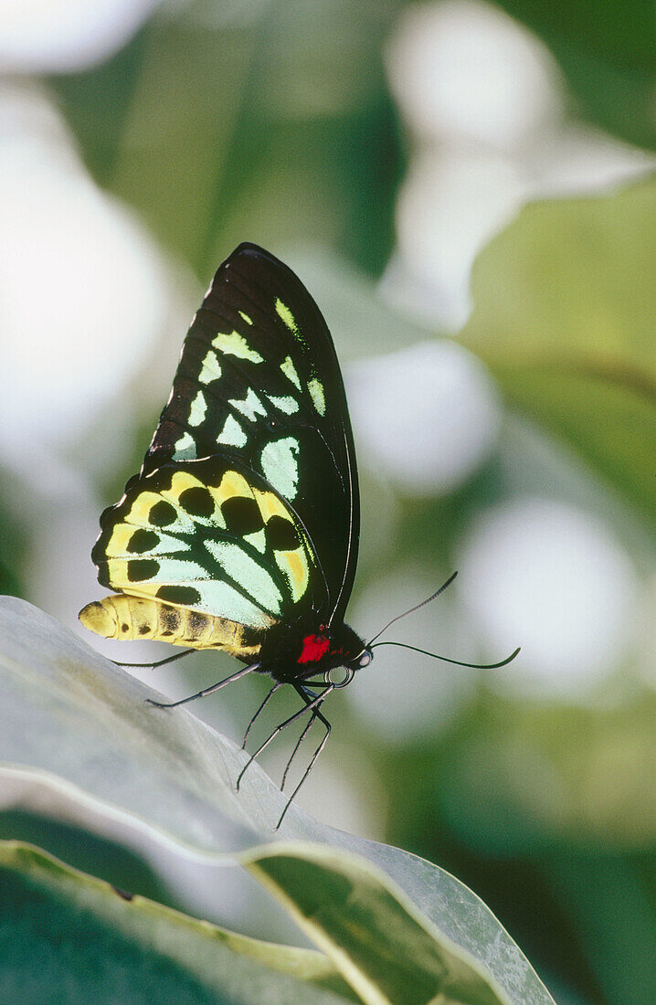 Butterfly. Costa Rica
