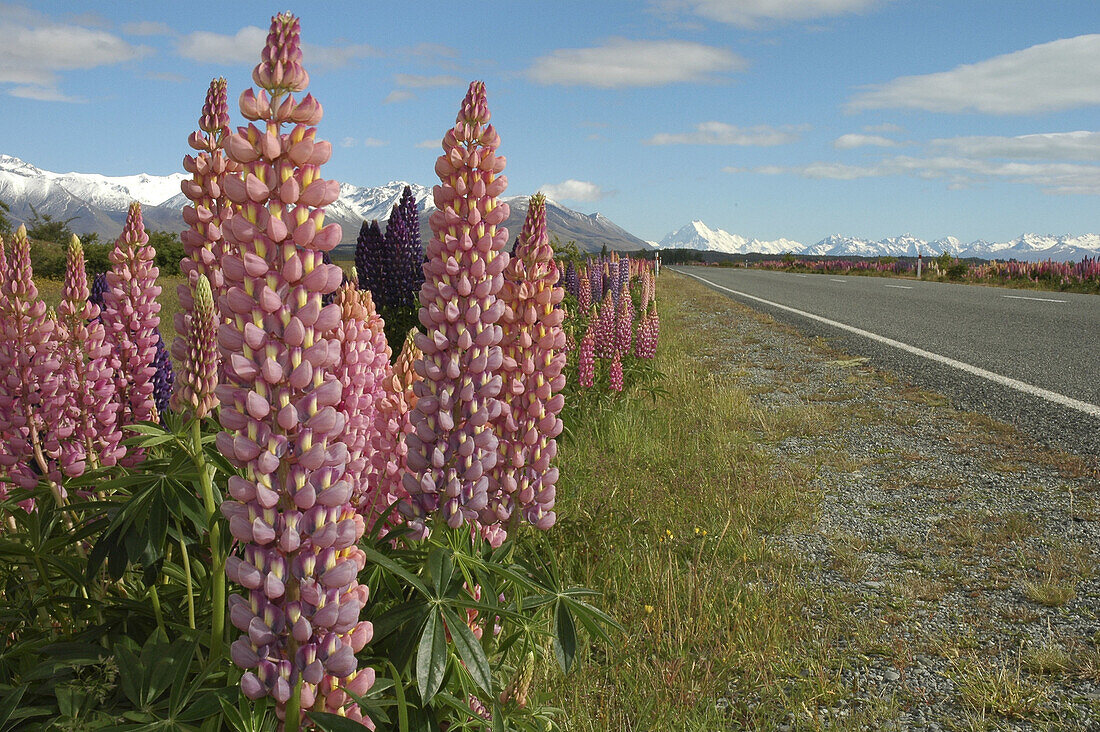 Wild lupins growing alongside the highway, with Mt Cook in the background, Mackenzie Basin, South Island, New Zealand