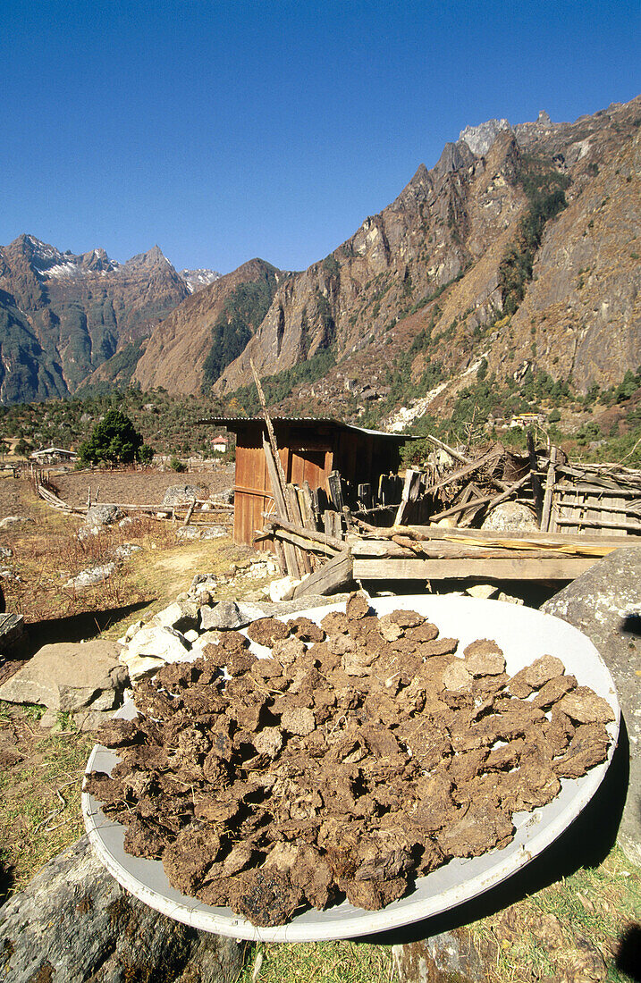 Sun drying yak dung for fuel, an alternative use for a satellite dish. Ghunza village. East Nepal