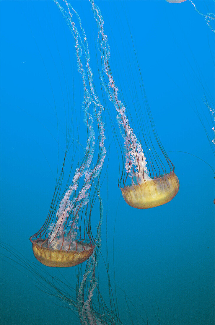 Jellyfish in Monterey Bay Aquarium, California, USA