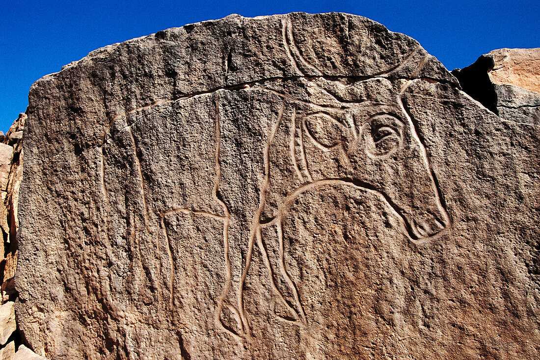 Cattle, rock carving. Lybia