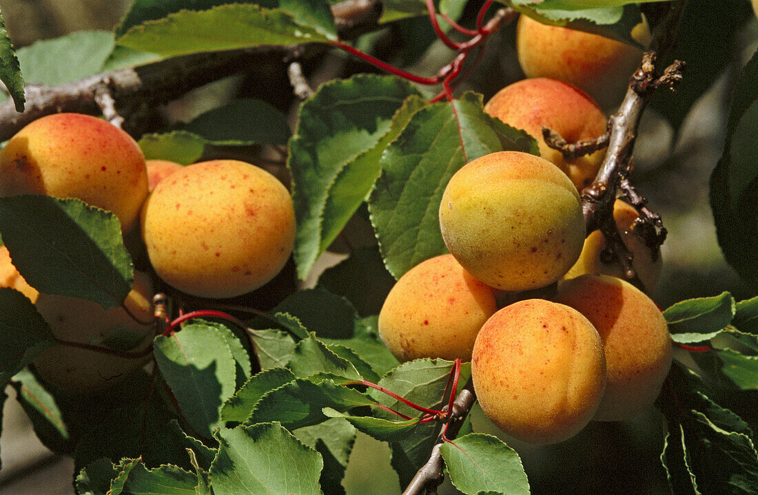 Apricots. Collio region, Friuli-Venezia Giulia, Italy