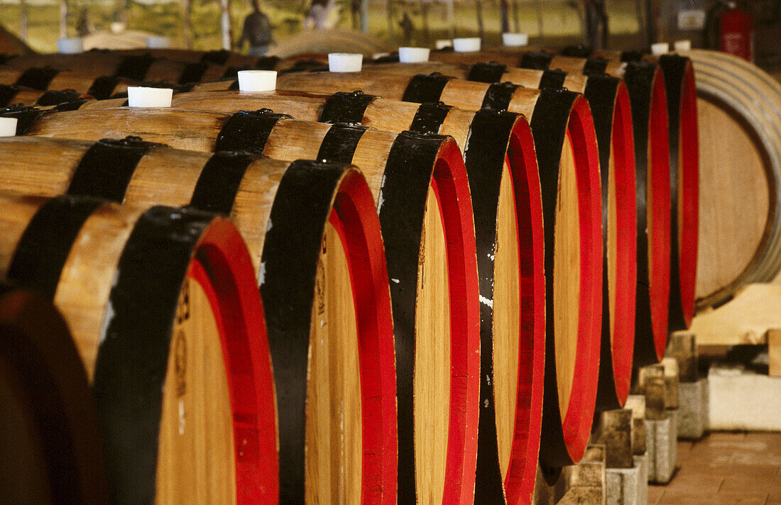 Fantinel wine barrels. Friuli-Venezia Giulia, Italy