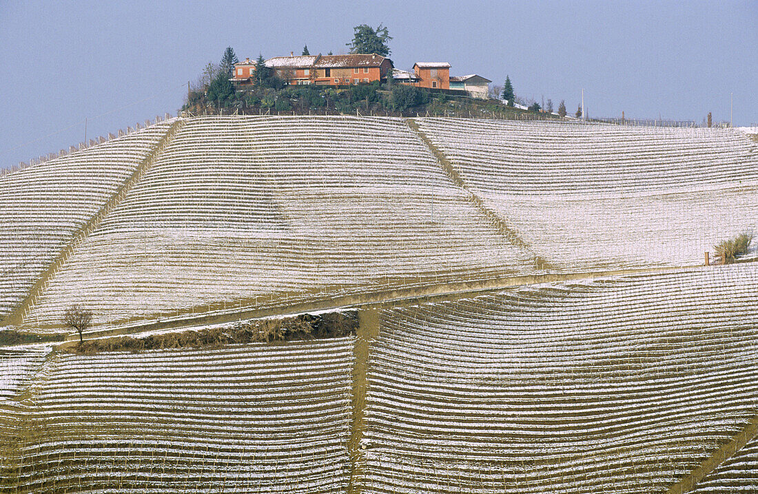 Treiso. Langhe region, Piedmont, Italy