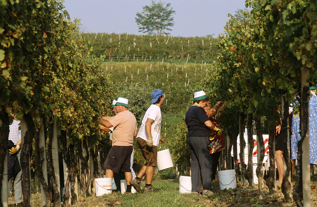 Vintage, Carlo di Pradis winery vineyards. Cormons, Collio region. Friuli-Venezia Giulia, Italy