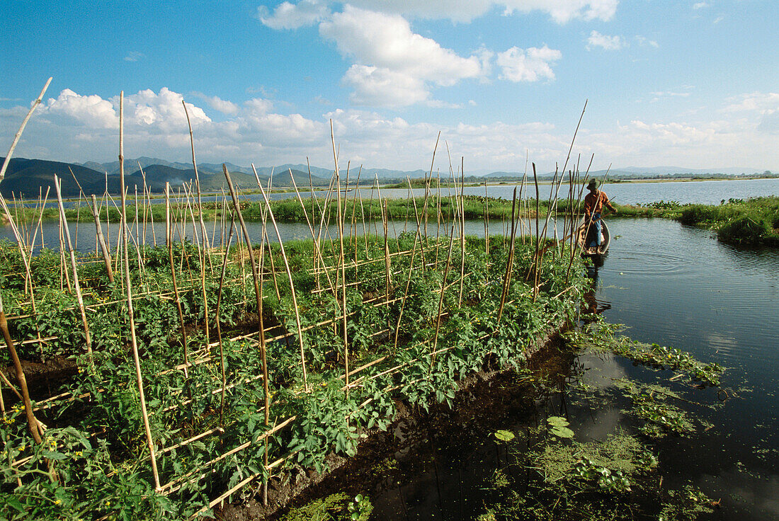 Floating gardens. Near Inle Lake. Myanmar.