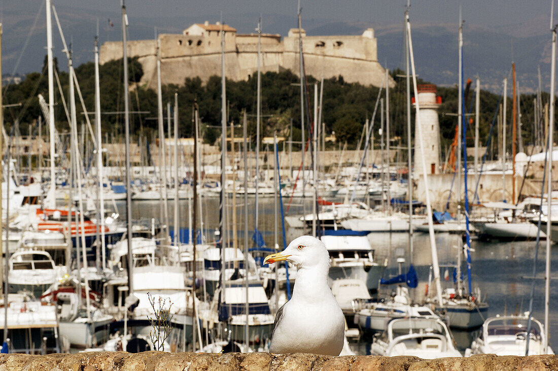 Fort Carré. Antibes. Alpes Maritimes. France.