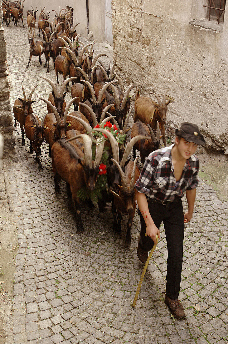 Descent from Alps pastures. Festa della Desnalpa. Settimo Vittone. Piedmont. Italy.