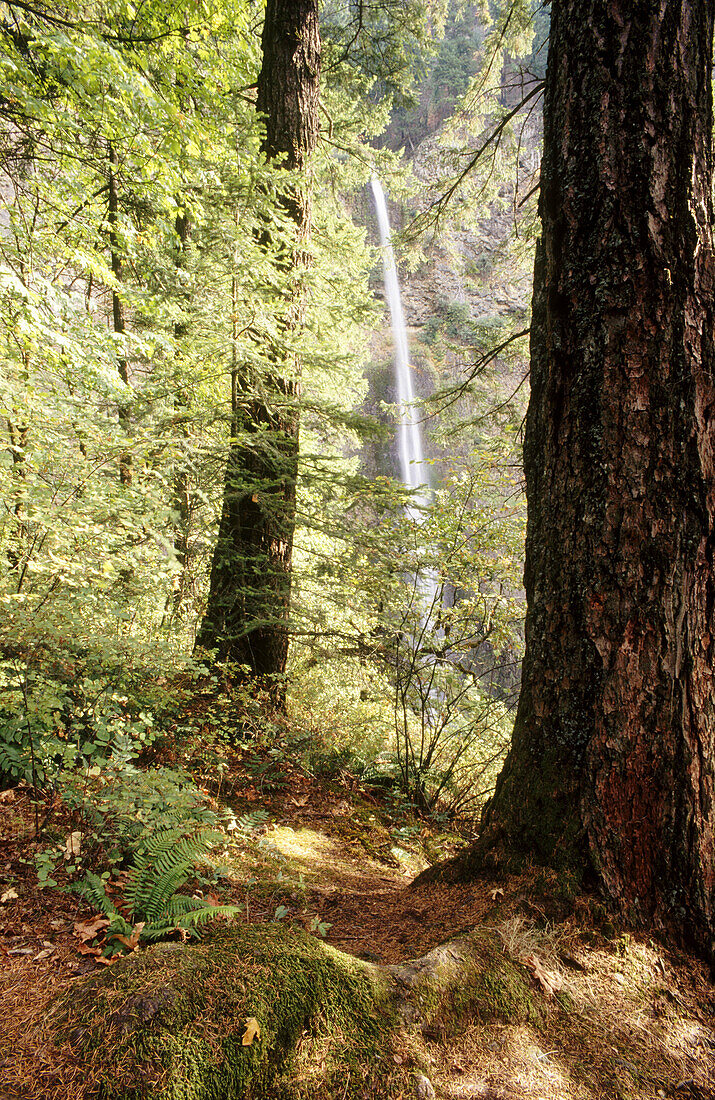 Multnomah Falls through forest. Columbia River Gorge. Oregon. USA.