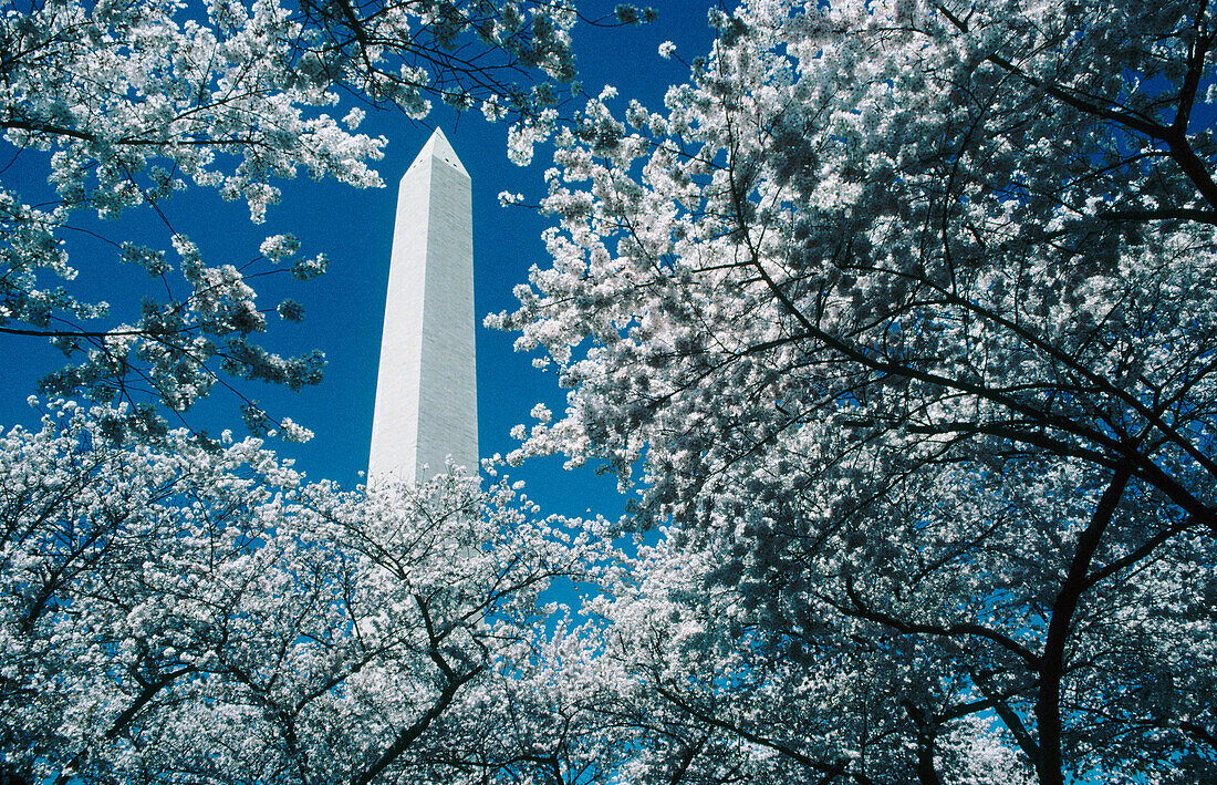 Washington Monument seen through blossoming cherry trees, Washington D.C., USA