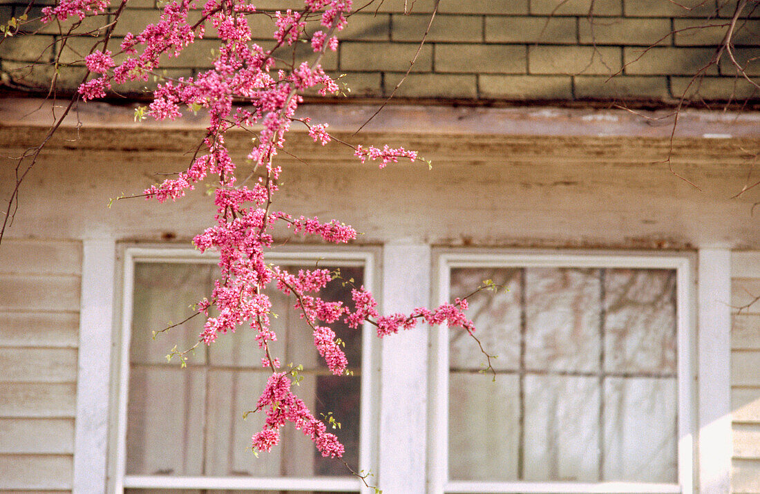 Redbud branch (Cercis siliquastrum) hanging down in front of house, Bloomington, Indiana, USA