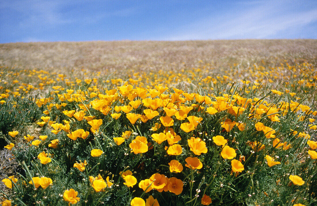 field of California poppies, Antelope Valley, Mojave Desert, California, USA