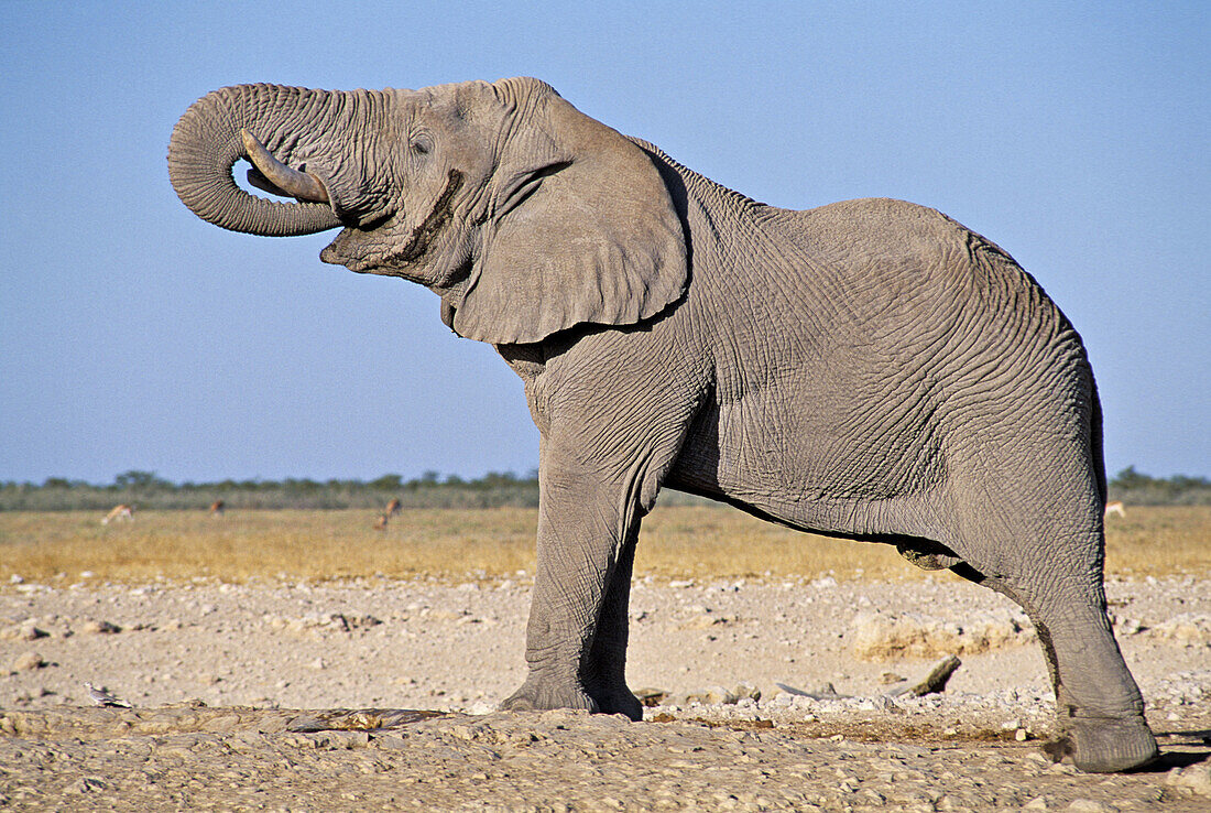 Namibia. Etosha National park. Drinking Elephant (Loxodonta africana)