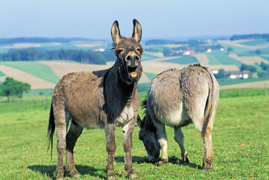 Donkeys