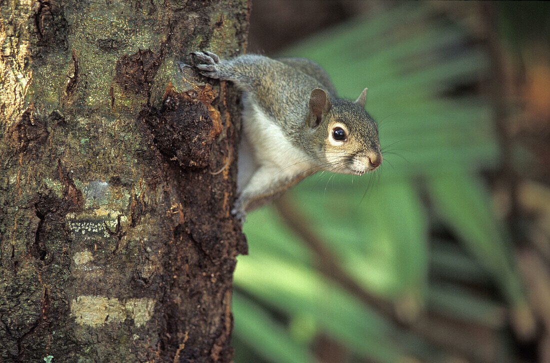 Grey Squirrel (Sciurus carolensis). Florida. USA