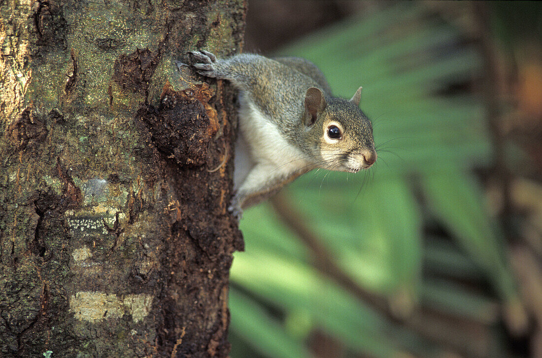 Grey Squirrel (Sciurus carolensis). … – Bild kaufen – 70138840 lookphotos