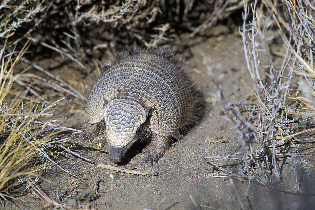 Dwarf armadillo (Zaedyus pichiy)