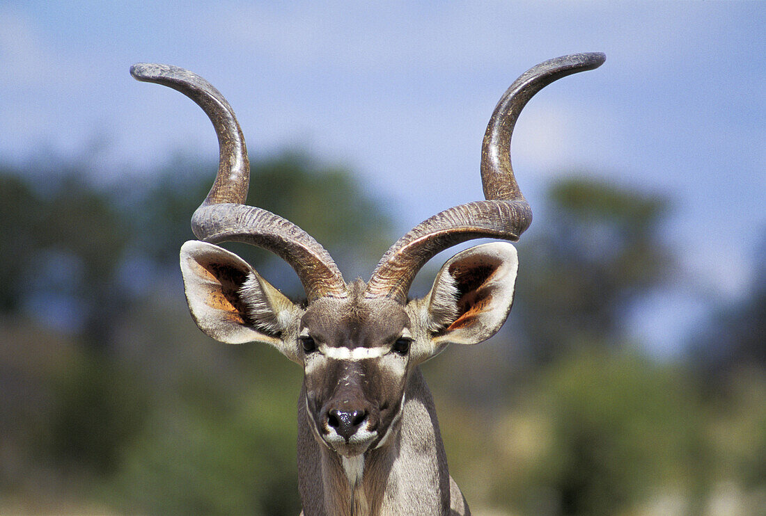 Greater Kudu (Tragelaphus strepsiceros). Etosha National Park. Namibia