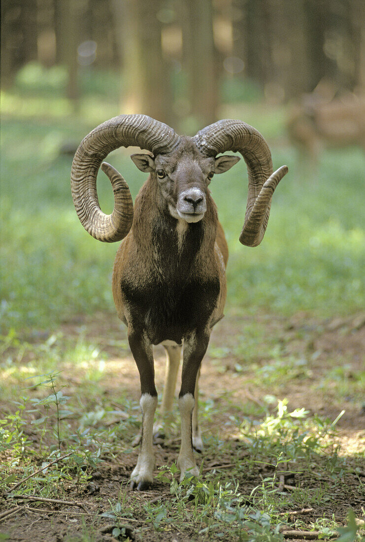 Argali (Ovis ammon) – License image – 70138858 lookphotos