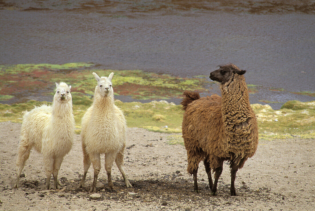 Lamas (Lama glama) near Geyser El Tatio, northern Chile