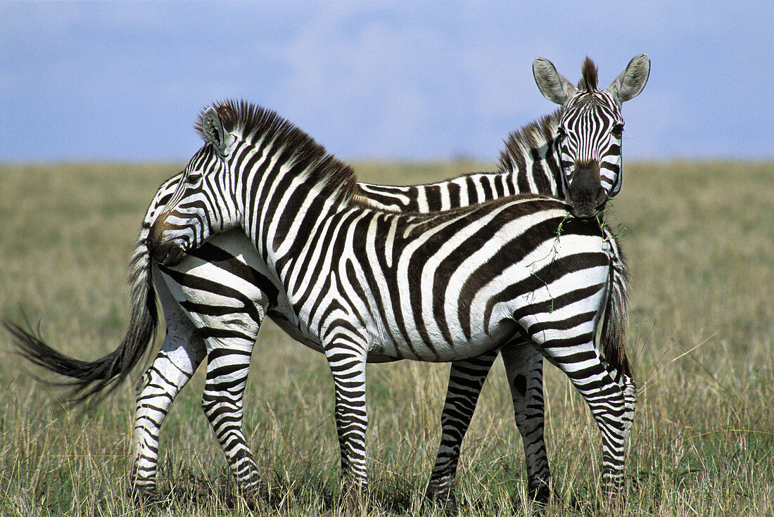 Two Zebra (Equus quagga boehmi) standing close together. Masai Mara. Kenya