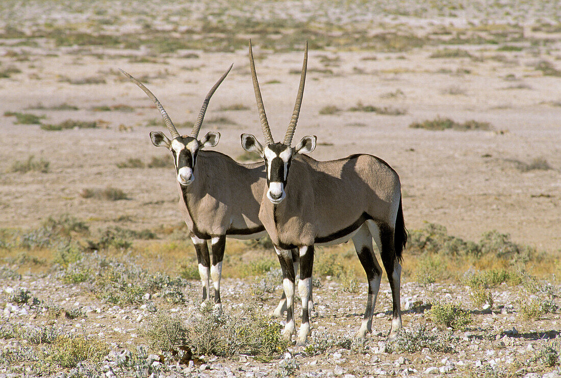 Two Oryxes (Oryx gazella). Etosha National Park. Namibia