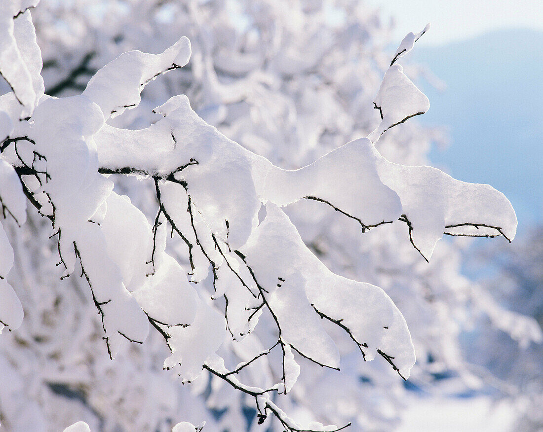 Snow covered twigs
