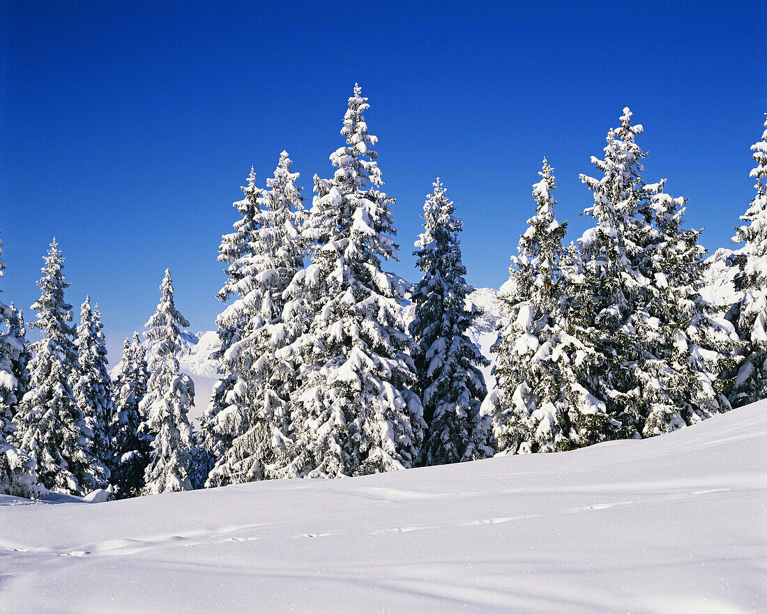 Snow covered firs. Tyrol, Austria.