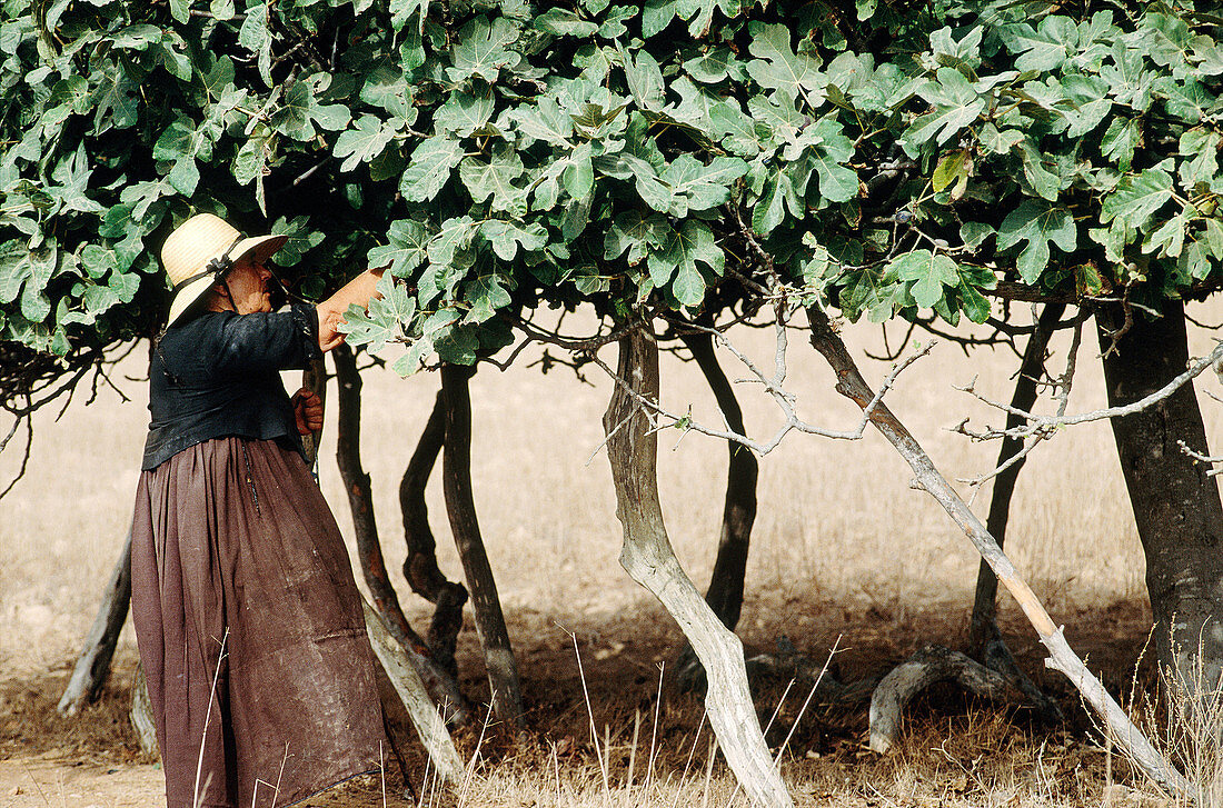 Peasant picking up figs. Formentera, Balearic Islands. Spain