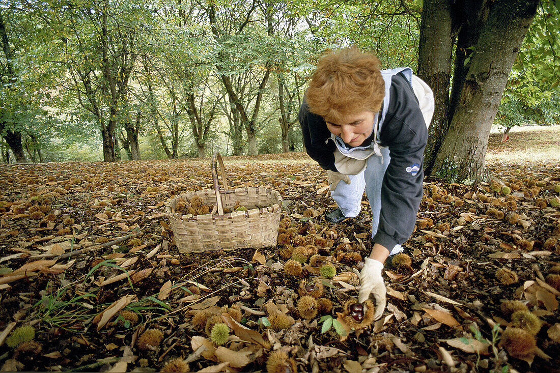 Mrs. Babet Gassies. Chestnut harvest. Côteaux de Saint Faust. Pyrenees. Jurançon. Bearn. France.