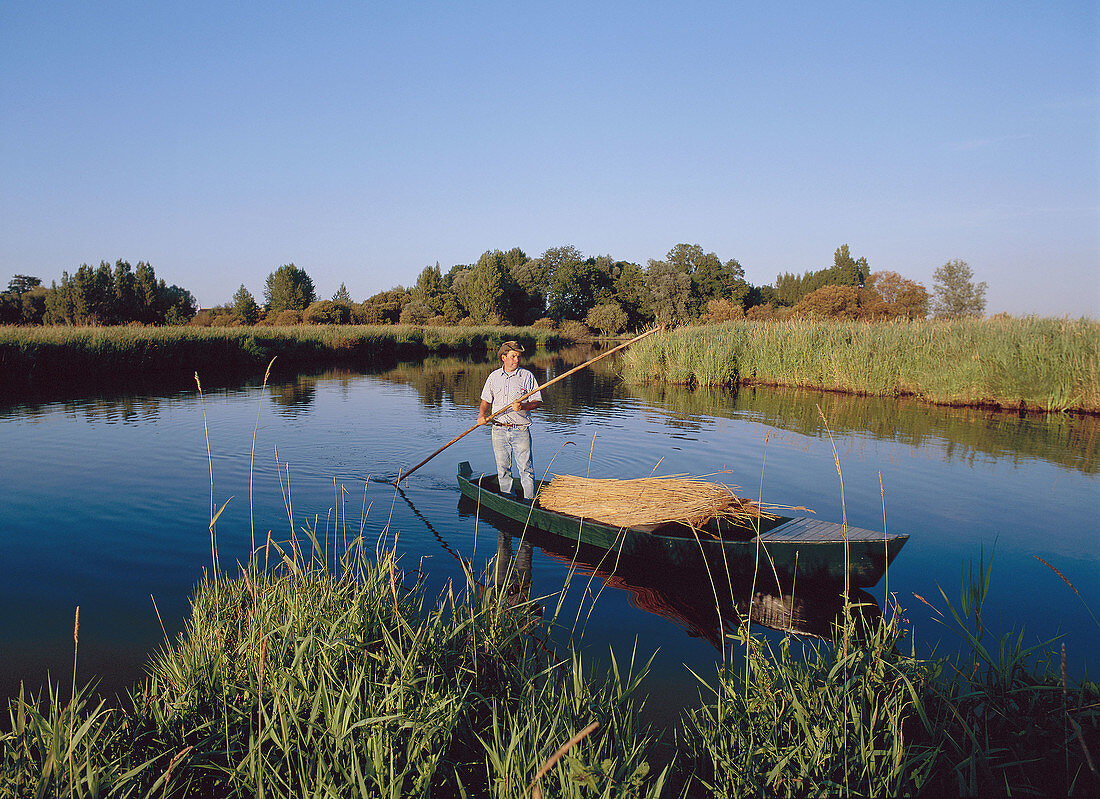 Fisherman going back home with rushes for traditional roof. Brière swamps. Pays de la Loire. France.