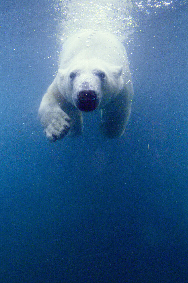 Polar Bear (Ursus maritimus) under water