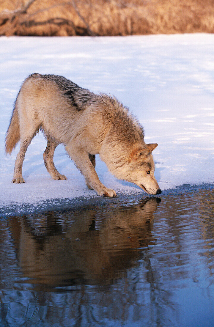 Wolf (Canis lupus), captive. Minnesota. USA