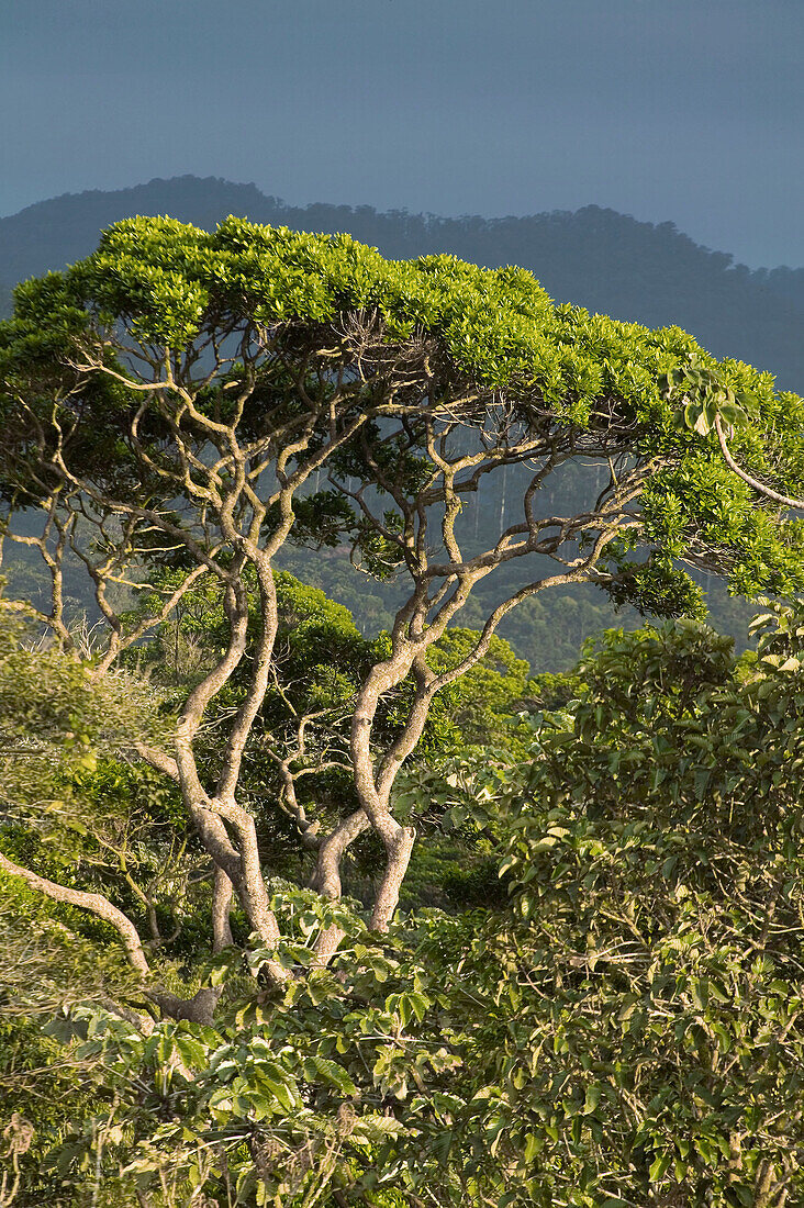 Landscape, Costa Rica, La Fortuna, Volcan Arenal, tree