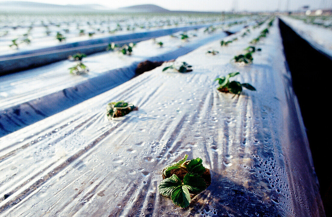 California strawberry fields