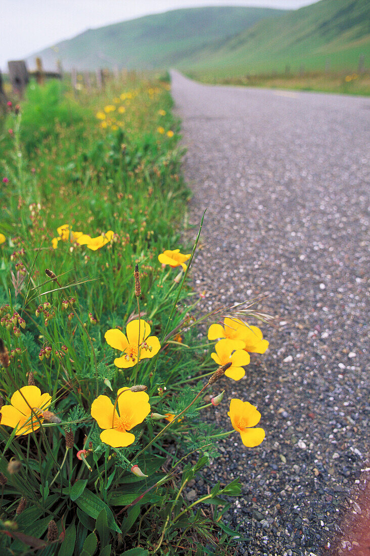 California road along highway 1