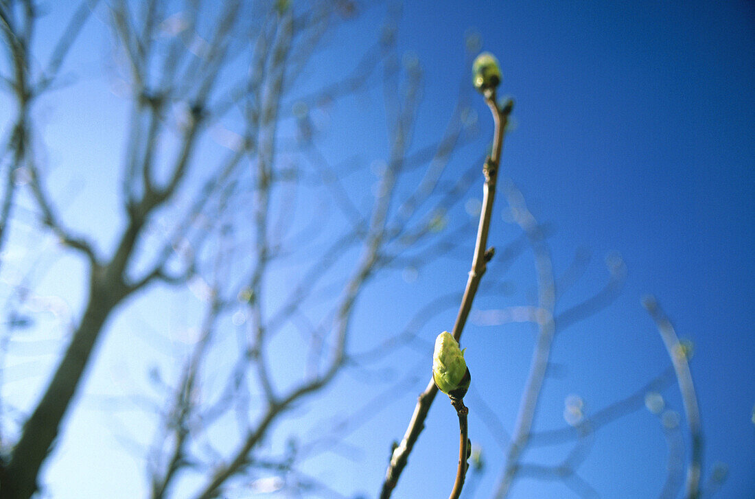 Spring bud on a tree