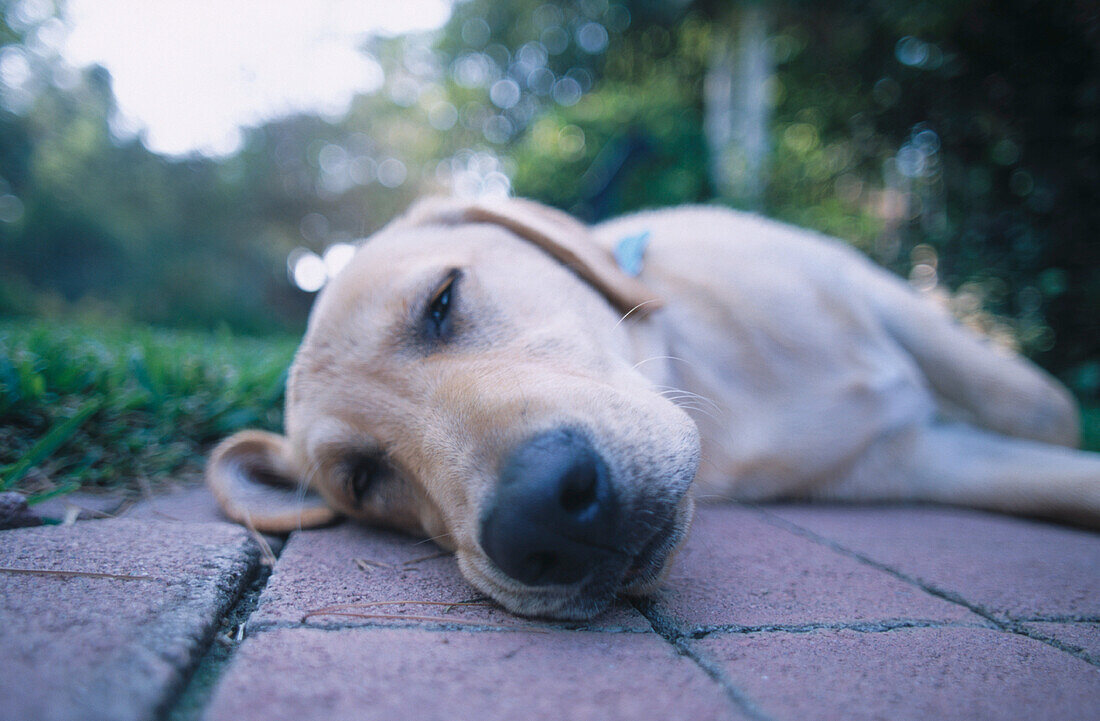 Dog sleeping