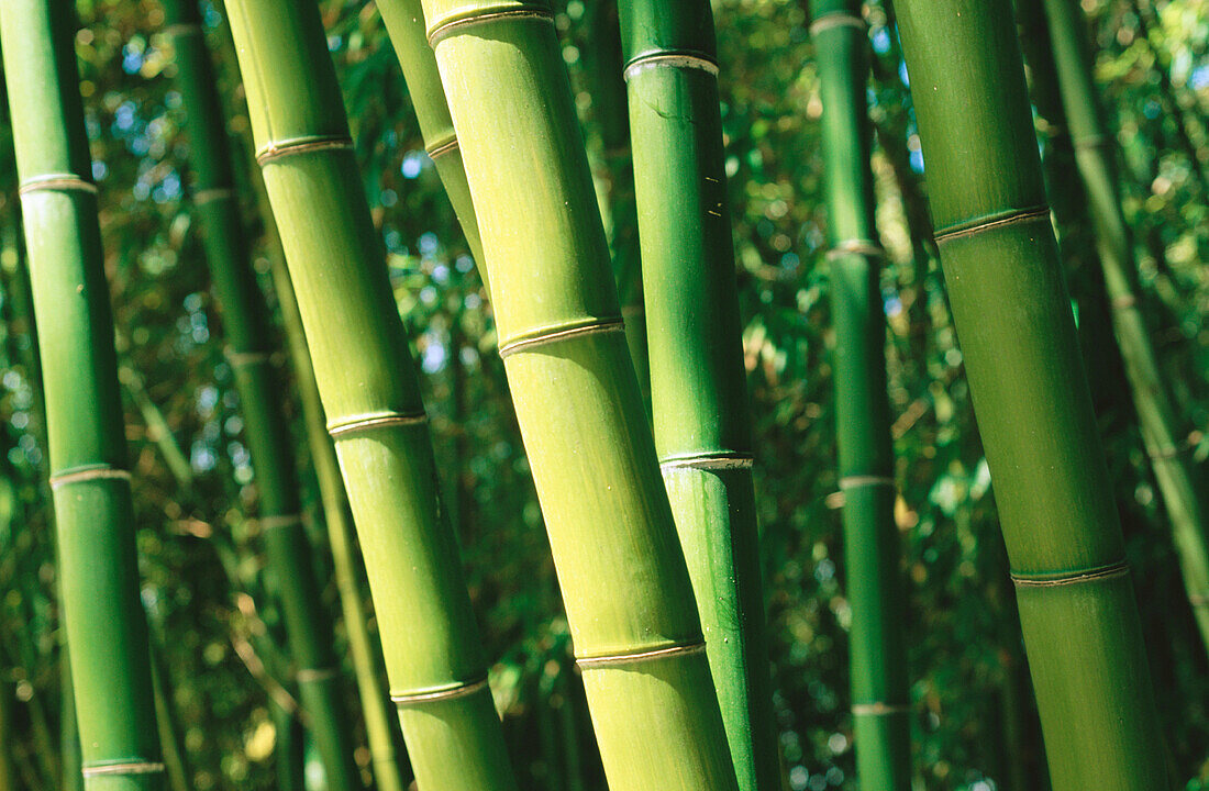 Bamboo forest