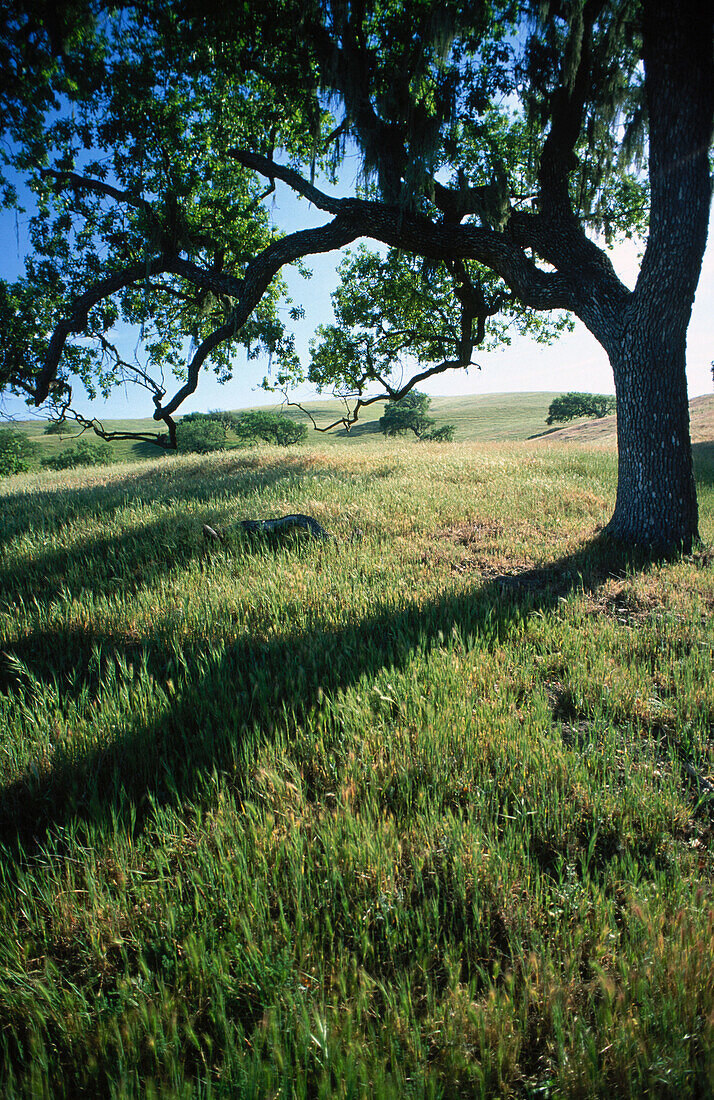  California, Calm, Calmness, Color, Colour, Country, Countryside, Daytime, Exterior, Grass, Grassland, Grasslands, Holidays, Meadow, Meadows, Mood, Nature, Nobody, Oak, Oaks, Outdoor, Outdoors, Outside, Peaceful, Peacefulness, Plant, Plants, Quiet, Quietn