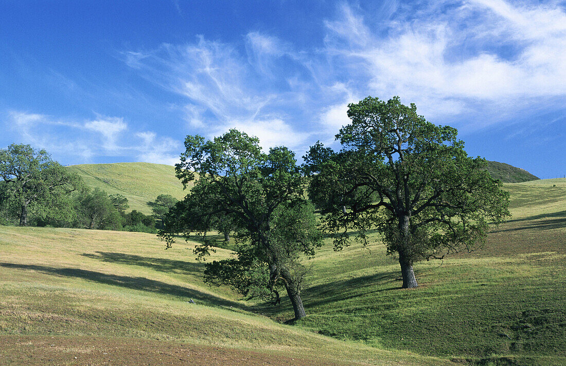  America, California, Calm, Calmness, Color, Colour, Country, Countryside, Daytime, Deserted, Ecosystem, Ecosystems, Exterior, Grassland, Grasslands, Green, Holidays, Horizontal, Landscape, Landscapes, Meadow, Meadows, Mood, Nature, North America, Oak tre