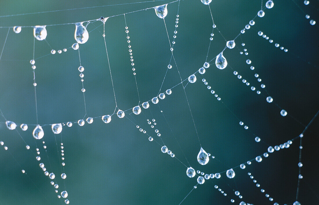 Rain drops on spider web