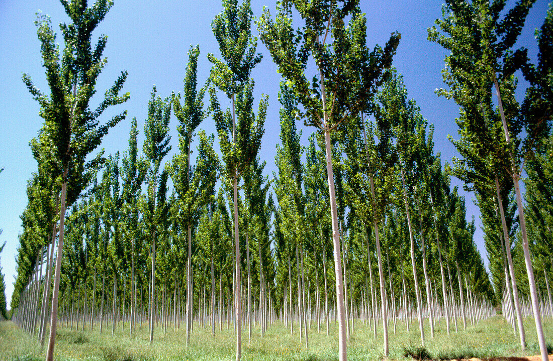 New Zealand tree farm