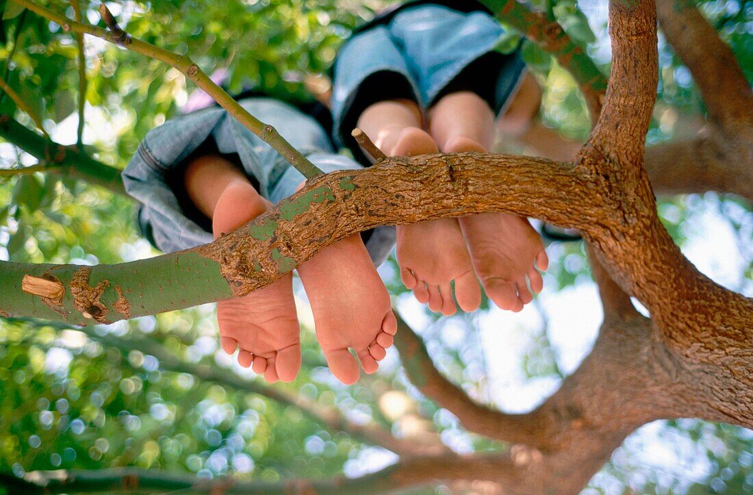 tree feet